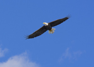 eagle_soaring2