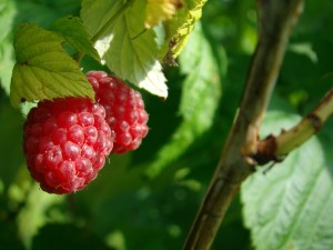 raspberry bush